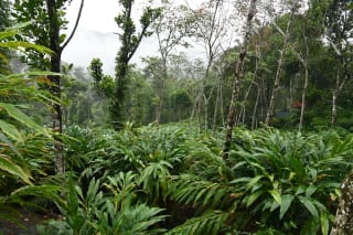 Rows of green cardamom plants under tall shade trees on a misty Idukki hillside, with no people in view