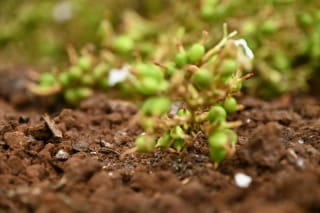 Close-up of small green cardamom capsules and white flower petals on a low panicle lying on brown soil, with blurred green growth behind
