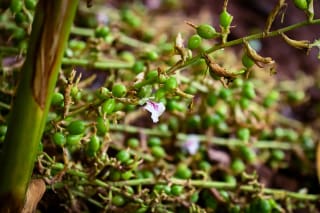 Green cardamom capsules and a single white flower on a flowering panicle near the base of the plant, with soil behind