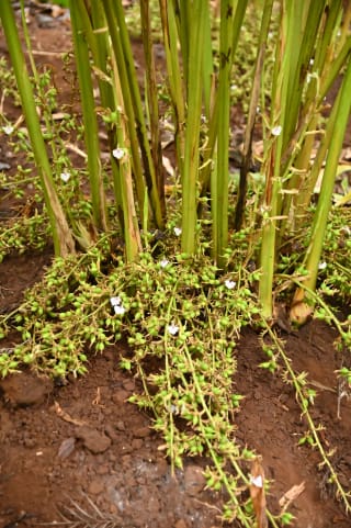 Base of a cardamom plant in red Idukki soil, with green pseudostems and trailing flower stalks carrying small green capsules and white flowers