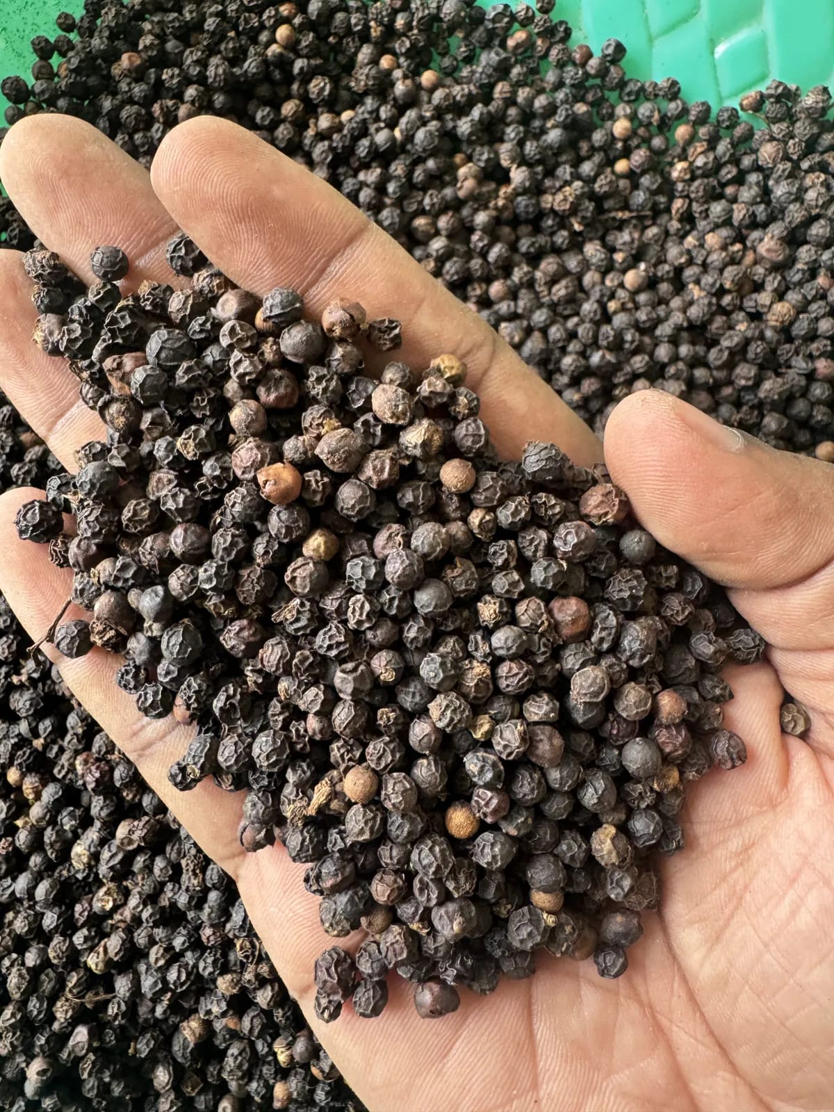 Handful of whole black pepper from Idukki