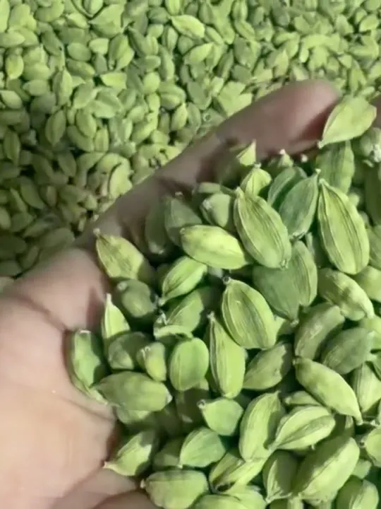A hand holding graded green cardamom pods over a heap of the same grade