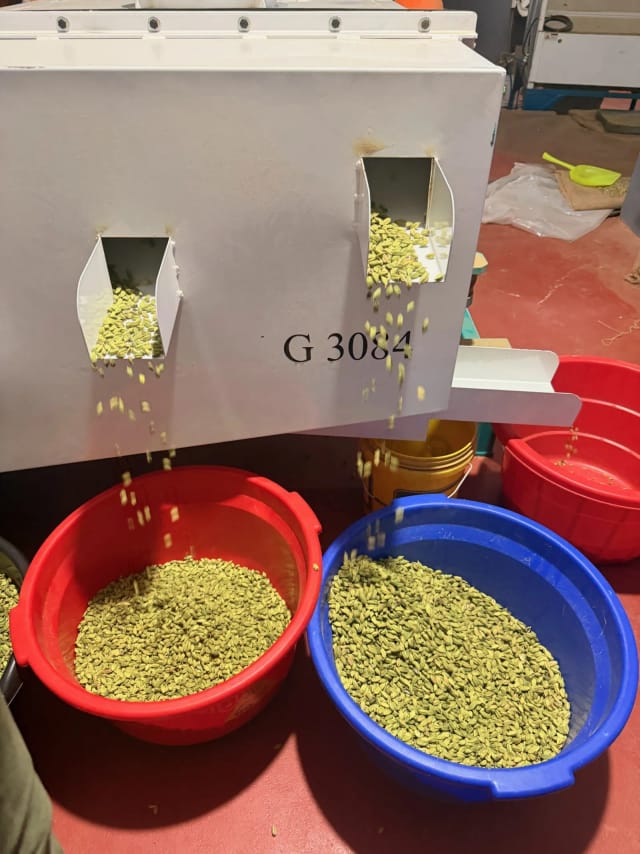 Cardamom pods moving through a grading machine