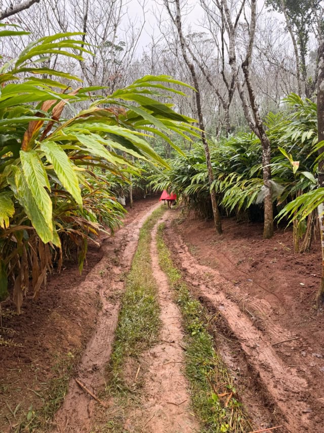 Plantation track between cardamom rows