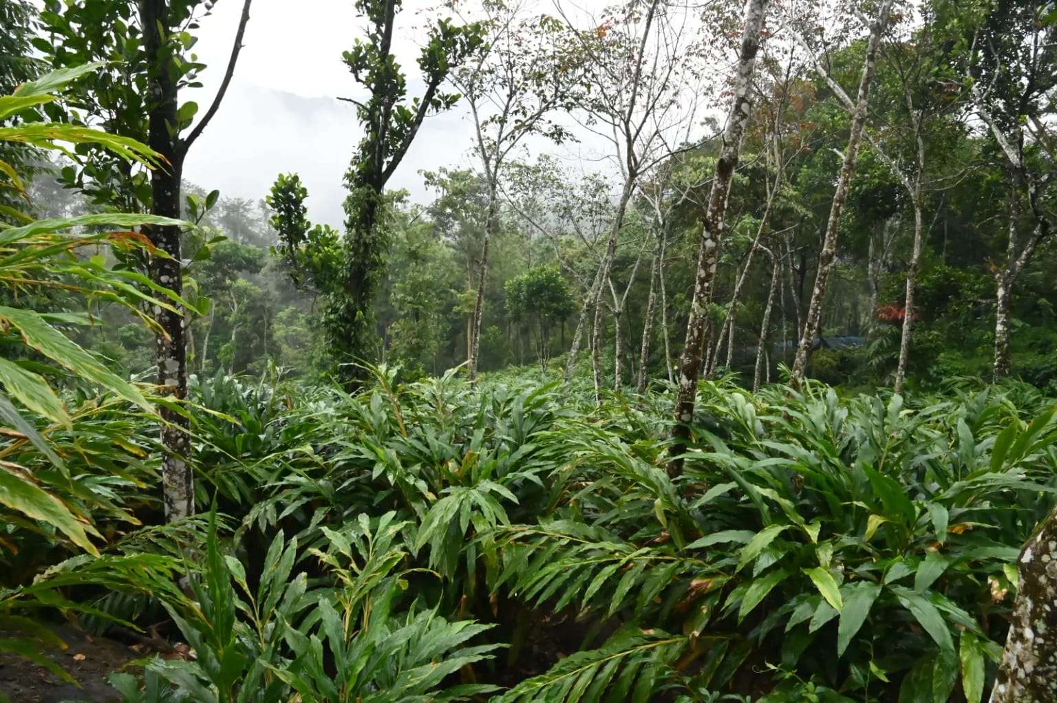Rows of green cardamom plants under tall shade trees on a misty Idukki hillside, with no people in view