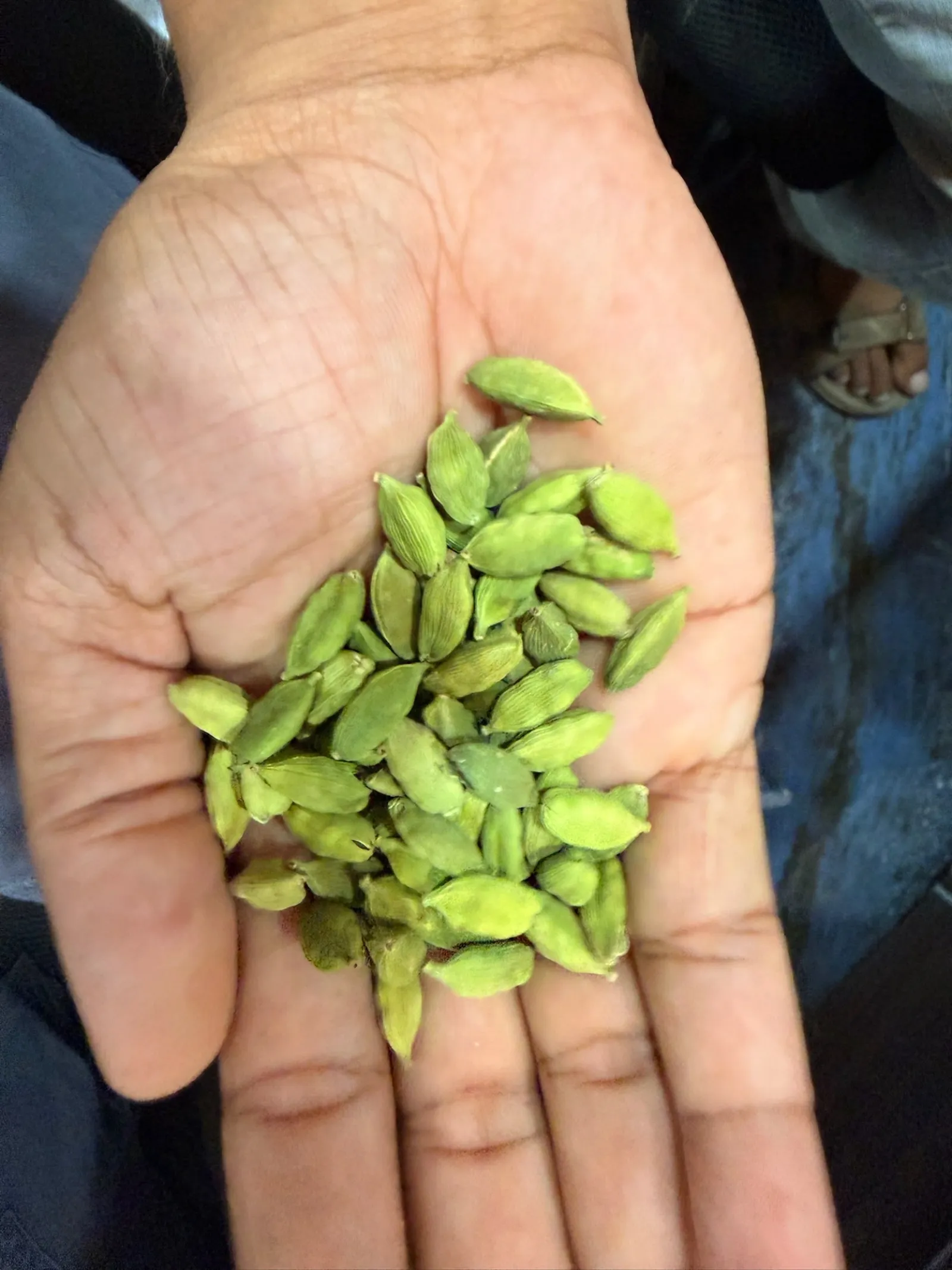 An open palm holding a small handful of whole green cardamom pods