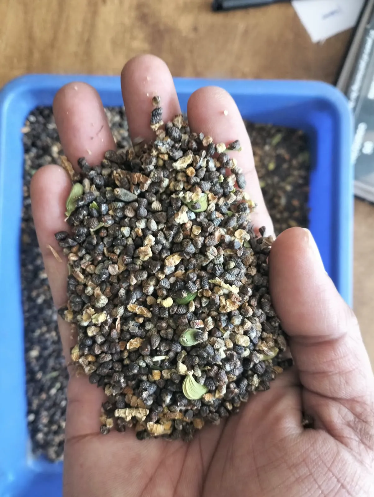 Handful of Idukki cardamom seed